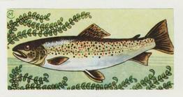 1958 Mills Freshwater Fish #6 Common Brown Trout Front