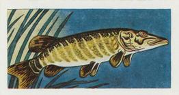1958 Mills Freshwater Fish #7 Pike Front