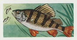 1958 Mills Freshwater Fish #8 Perch Front