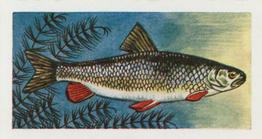 1958 Mills Freshwater Fish #9 Chub Front