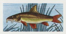 1958 Mills Freshwater Fish #12 Barbel Front
