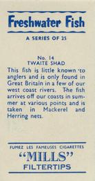 1958 Mills Freshwater Fish #14 Twaite Shad Back