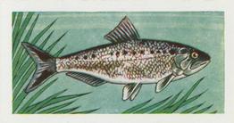 1958 Mills Freshwater Fish #14 Twaite Shad Front