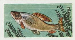 1958 Mills Freshwater Fish #19 Grayling Front
