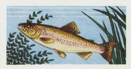 1958 Mills Freshwater Fish #20 Rainbow Trout Front