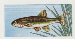 1958 Mills Freshwater Fish #21 Minnow Front