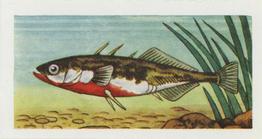 1958 Mills Freshwater Fish #22 Three-Spined Stickleback Front