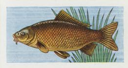 1958 Mills Freshwater Fish #23 Common Carp Front