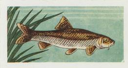 1958 Mills Freshwater Fish #24 Gudgeon Front