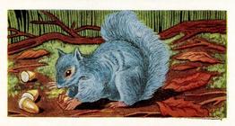 1959 Sweetule Animals of the Countryside #25 The Grey Squirrel Front