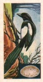 1961 Musgrave Brothers Tea Birds #10 Magpie Front