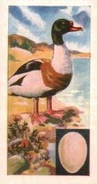 1961 Musgrave Brothers Tea Birds #22 Shelduck Front