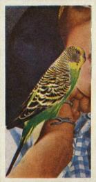 1961 Doctor Teas National Pets #1 Budgerigar Front