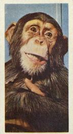 1961 Doctor Teas National Pets #6 Chimpanzee Front