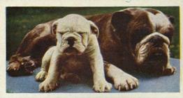 1961 Doctor Teas National Pets #11 Bulldog Front