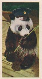 1961 Doctor Teas National Pets #23 Panda Front
