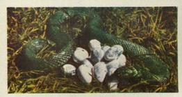 1961 Doctor Teas National Pets #31 Grass Snake Front