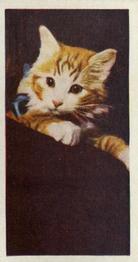 1961 Doctor Teas National Pets #34 Cat Front