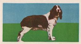 1961 Doctor Teas National Pets #39 English Springer Spaniel Front