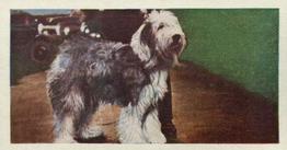 1961 Doctor Teas National Pets #40 Old English Sheepdog Front