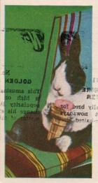1961 Doctor Teas National Pets #42 Rabbit Front
