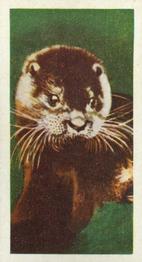 1961 Doctor Teas National Pets #48 Otter Front