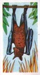 1961 Robert R. Miranda Strange Creatures #1 Flying Fox Front