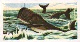 1961 Robert R. Miranda Strange Creatures #4 Sperm Whale Front