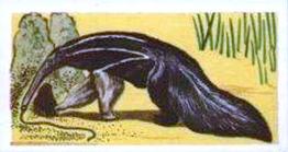 1961 Robert R. Miranda Strange Creatures #6 Great Anteater Front