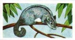 1961 Robert R. Miranda Strange Creatures #9 Flying Squirrel Front