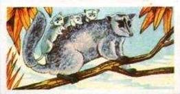 1961 Robert R. Miranda Strange Creatures #10 Woolly Opossum Front