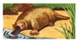1961 Robert R. Miranda Strange Creatures #11 Duck-Billed Platypus Front