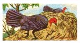 1961 Robert R. Miranda Strange Creatures #13 Brush Turkey Front