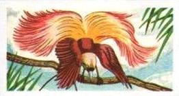1961 Robert R. Miranda Strange Creatures #19 Bird of Paradise Front