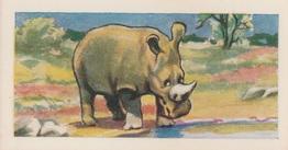 1966 Clover Dairies Animals & Reptiles #4 Rhinoceros Front