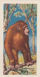 1966 Clover Dairies Animals & Reptiles #5 Chimpanzee Front