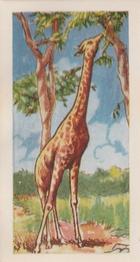 1966 Clover Dairies Animals & Reptiles #6 Giraffe Front