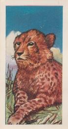 1966 Clover Dairies Animals & Reptiles #10 Cheetah Front