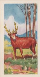 1966 Clover Dairies Animals & Reptiles #11 Red Deer Front