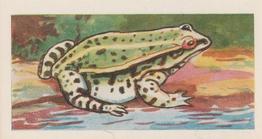 1966 Clover Dairies Animals & Reptiles #22 Edible Frog Front