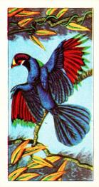 1966 Browne's Tea Tropical Birds #1 Violet Plantain Eater Front