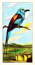 1966 Browne's Tea Tropical Birds #4 Abyssinian Roller Front