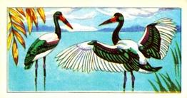 1966 Browne's Tea Tropical Birds #6 The Saddle-Bill Front