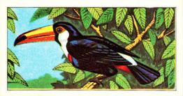 1966 Browne's Tea Tropical Birds #7 Toco Toucan Front