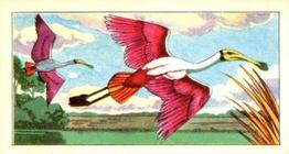 1966 Browne's Tea Tropical Birds #8 Roseate Spoonbills Front