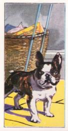 1970 VIMS Pet Food / Molassine Dogs at Work #4 French Bulldog Front