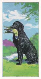 1970 VIMS Pet Food / Molassine Dogs at Work #10 Curly Coated Retriever Front
