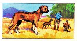1970 VIMS Pet Food / Molassine Dogs at Work #16 Rhodesian Ridgeback Front