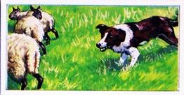 1970 VIMS Pet Food / Molassine Dogs at Work #17 Border Collie Front