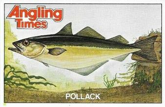 1980 Angling Times Collect-a-Card Series 4 (Sea Fish) #11 Pollack Front
